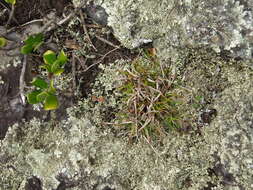 Image of Asian shortstem sedge