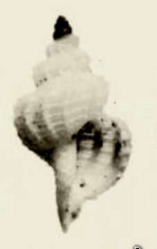Image of Pleurotomella coelorhaphe (Dautzenberg & H. Fischer 1896)
