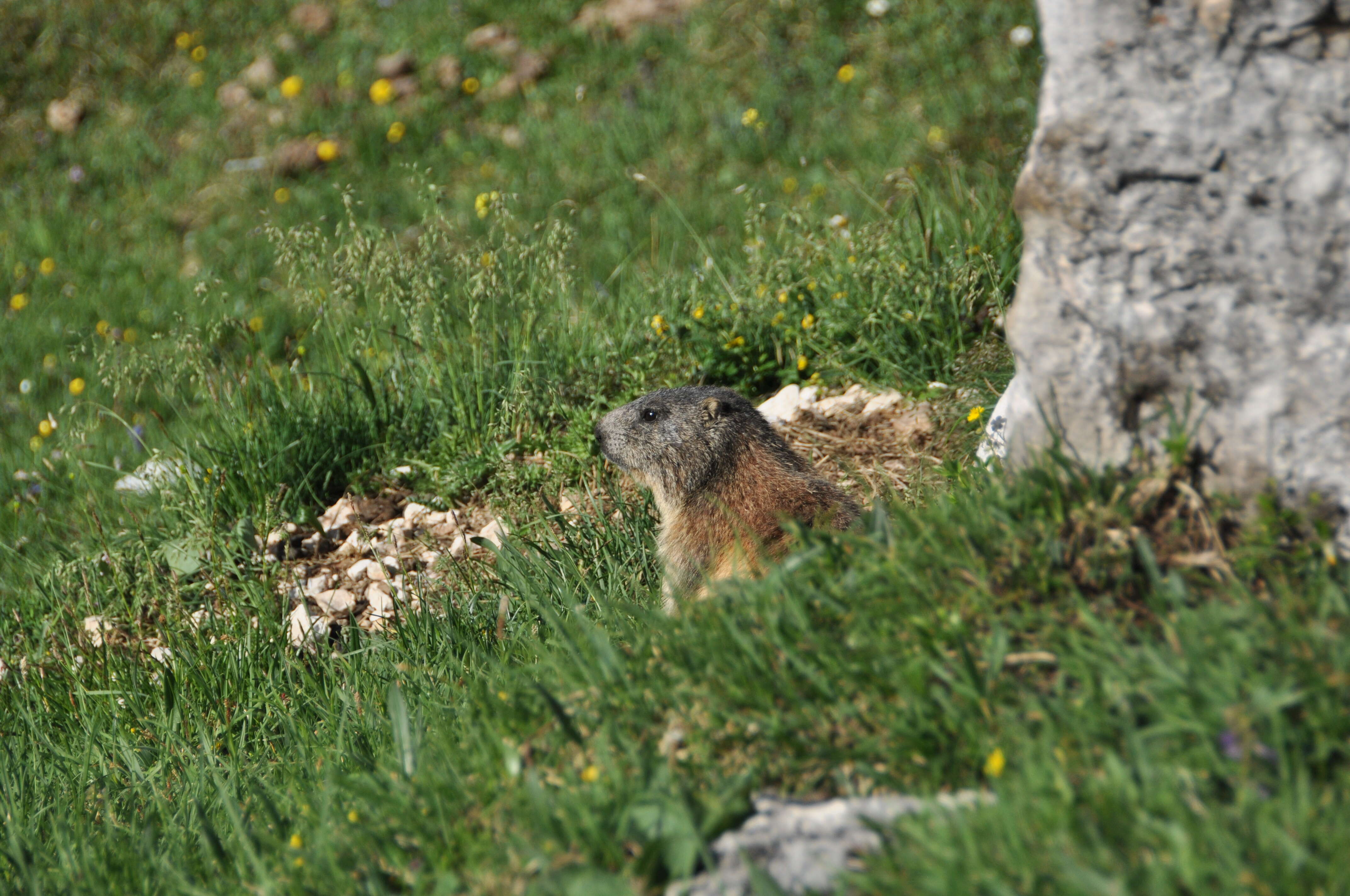 Imagem de Marmota marmota (Linnaeus 1758)