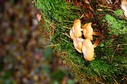 Kuehneromyces mutabilis (Schaeff.) Singer & A. H. Sm. 1946 resmi