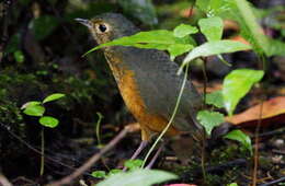 Image of Speckle-breasted Antpitta