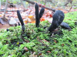 Image of Xylaria longipes Nitschke 1867