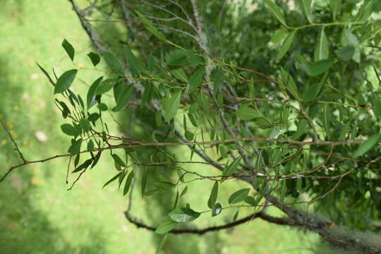 Image of Chinese elm