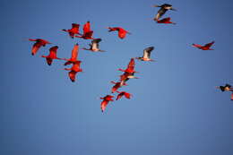 Image of Scarlet Ibis