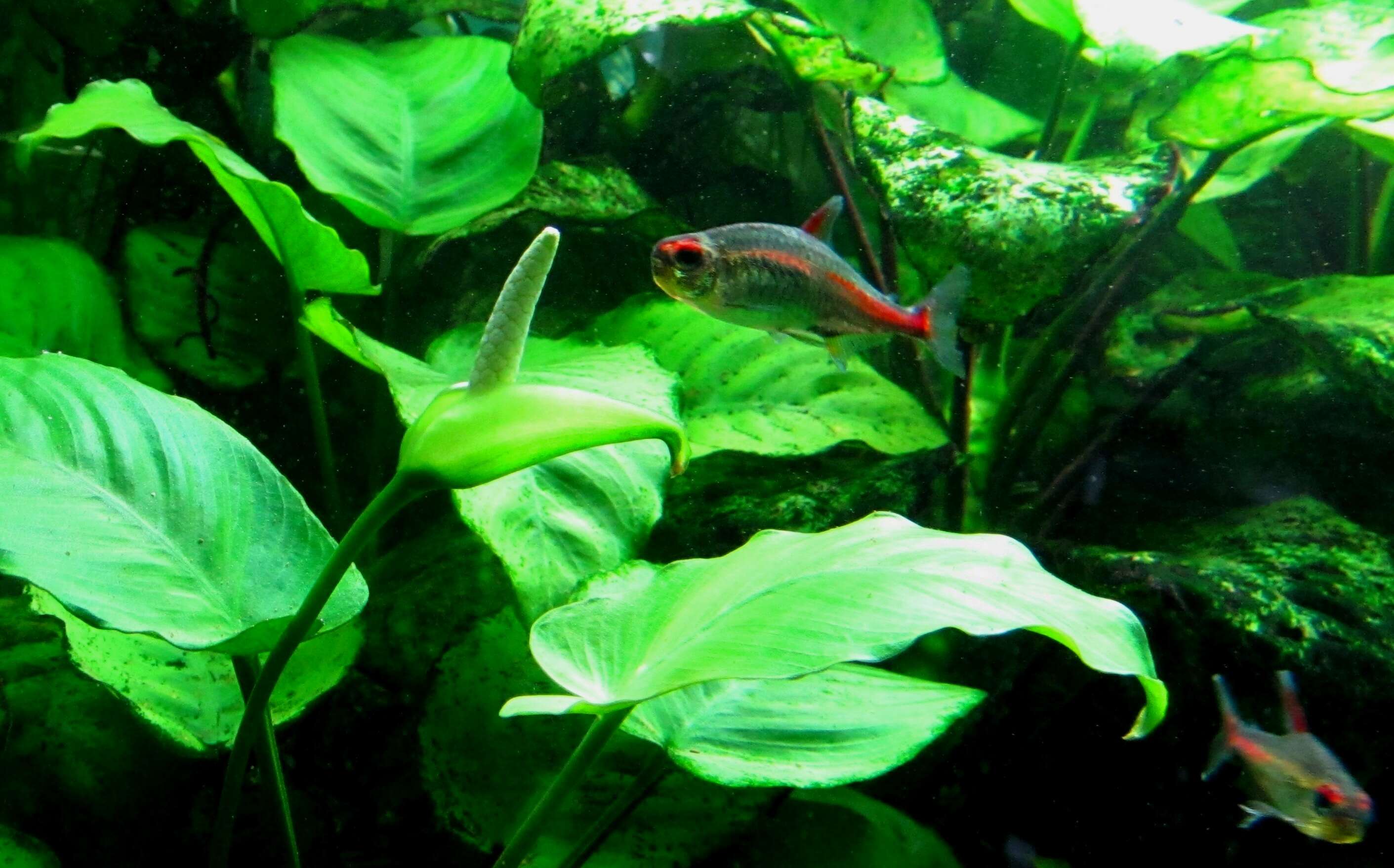 Image of Anubias barteri Schott