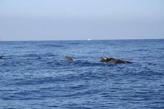 Image of Atlantic Pilot Whale