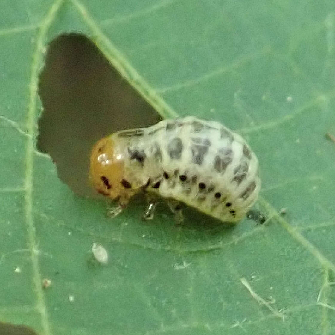 Image of Dogwood Calligrapha