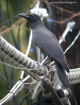 Image of Large-billed Crow