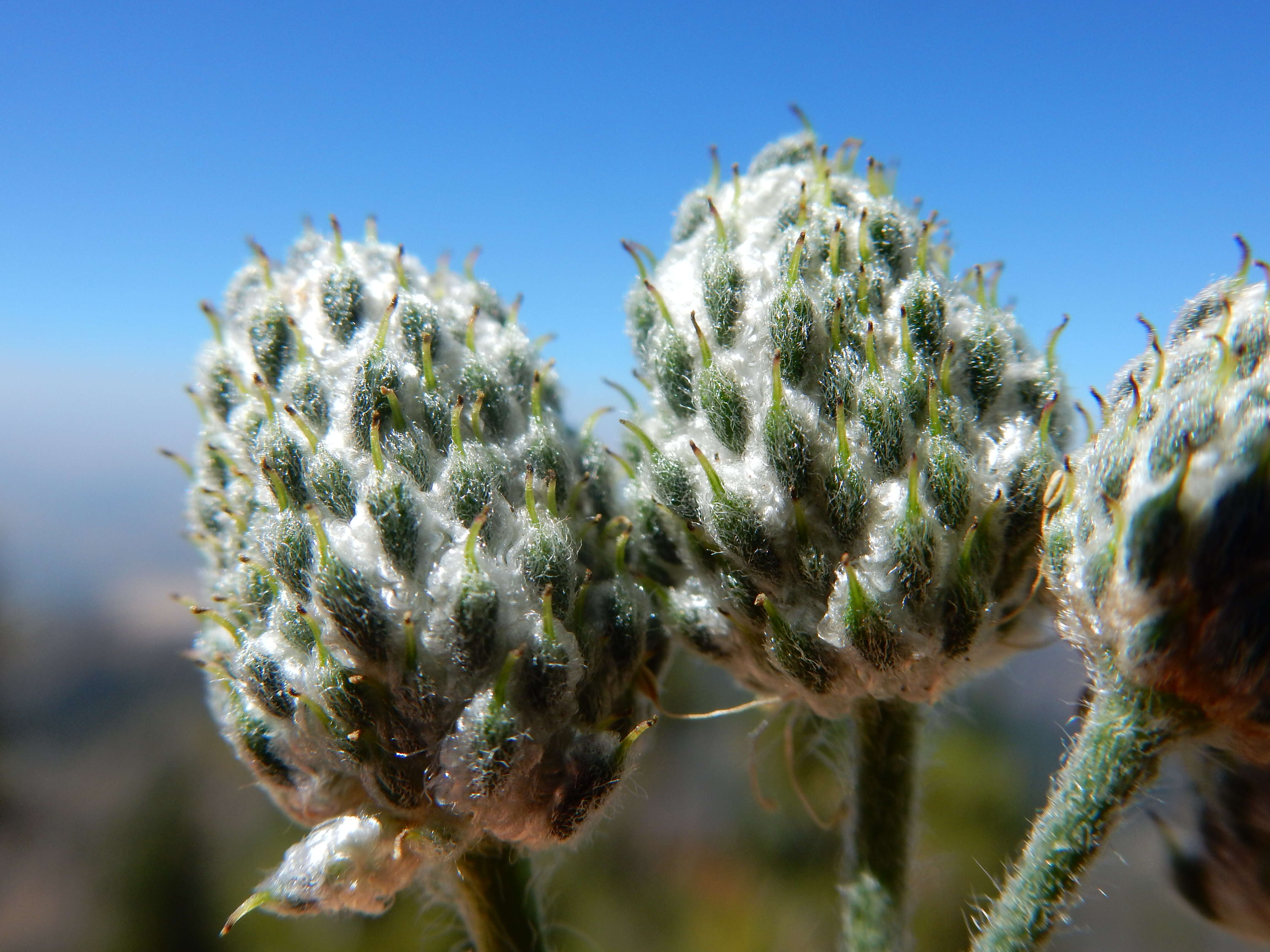 Image of Pacific anemone