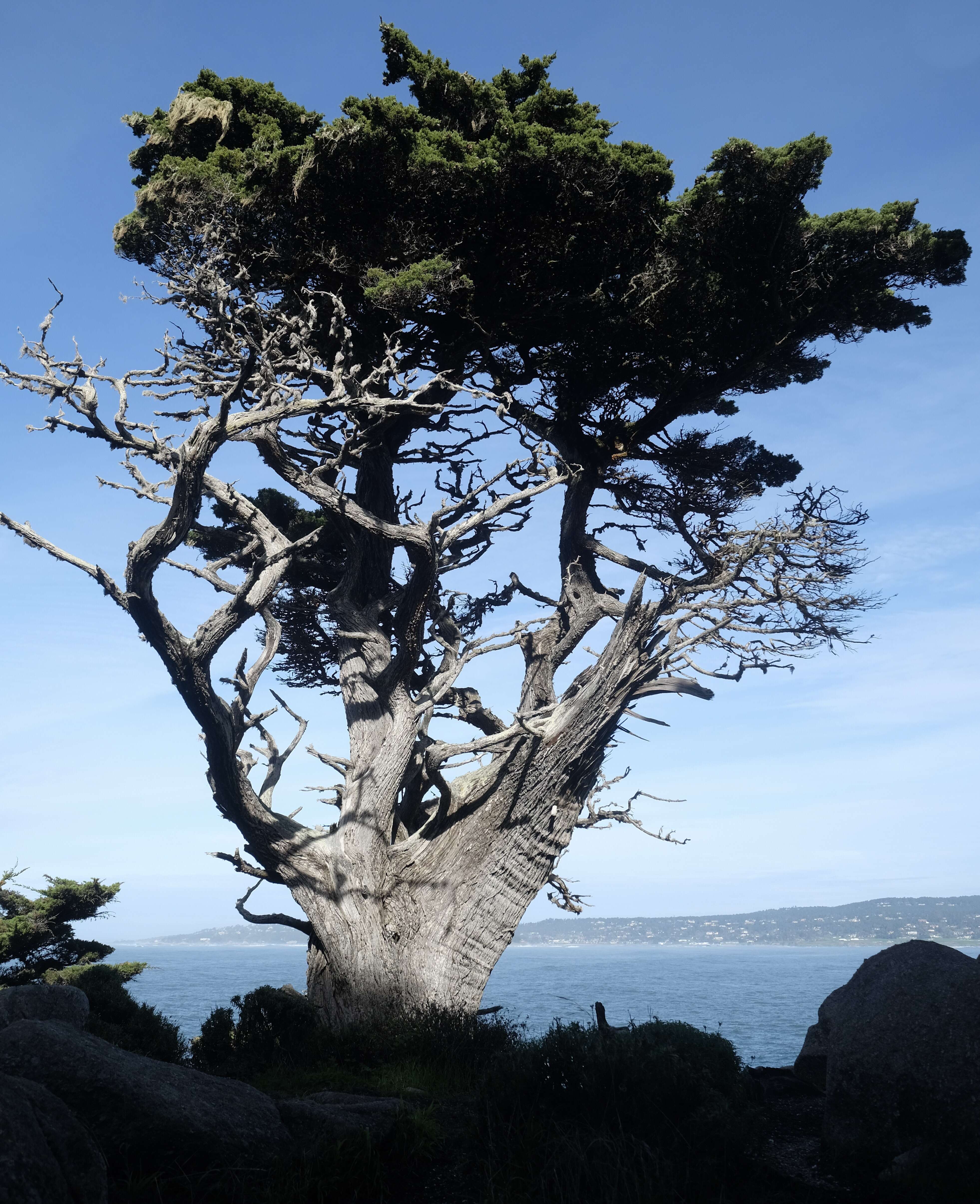 Image of Monterey cypress