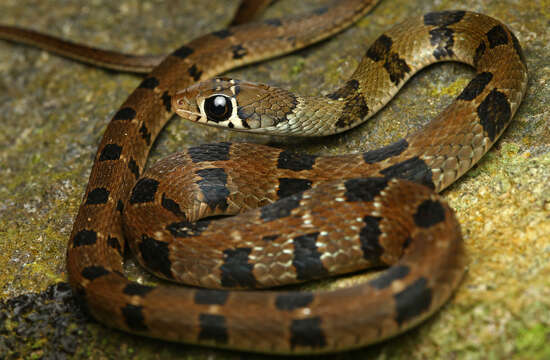 Image of Wynad Keelback