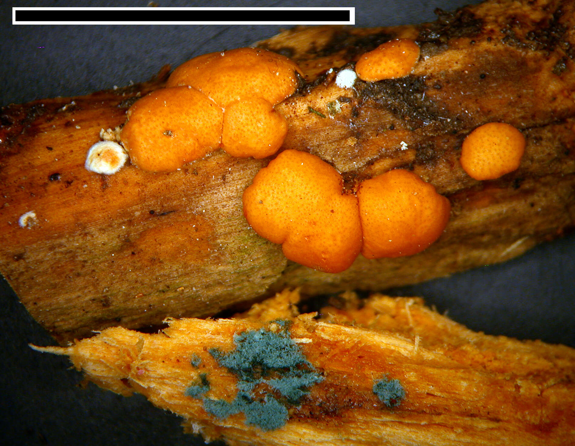 Image of Trichoderma viride Pers. 1794