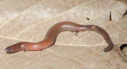 Image of slender skinks