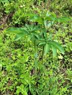 Image of Dancing Crane Cobra Lily