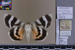 Image of Catocala electilis Walker 1857