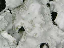 Image of Hammered shield lichen