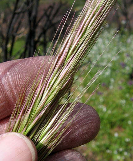 Imagem de Stipa coronata Thurb.