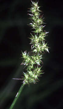 Image of Awl-fruited sedge