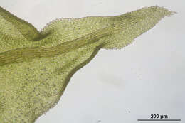 Image of tamarisk thuidium moss