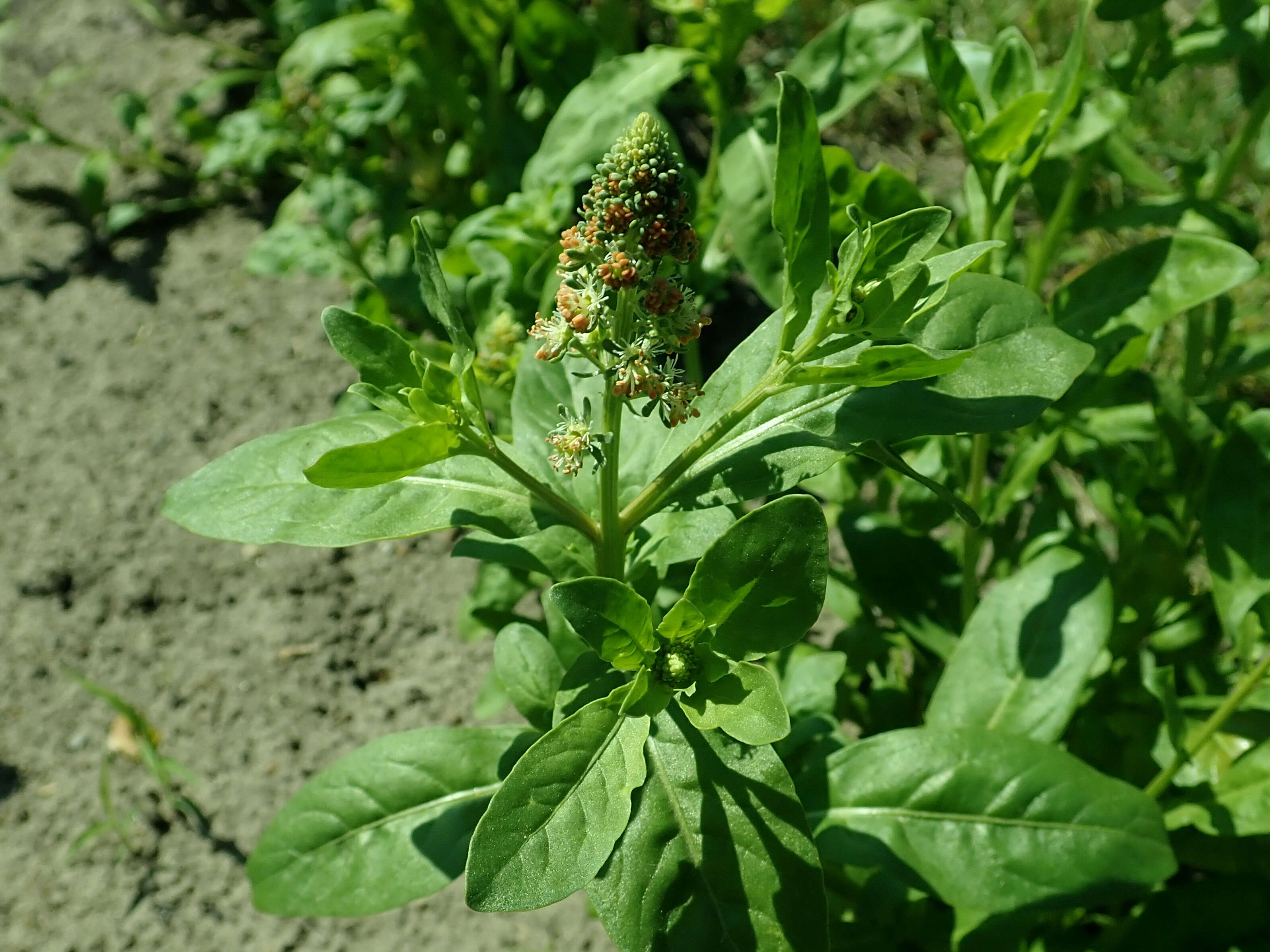 Image of garden mignonette