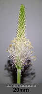 Image of Hoary Plantain