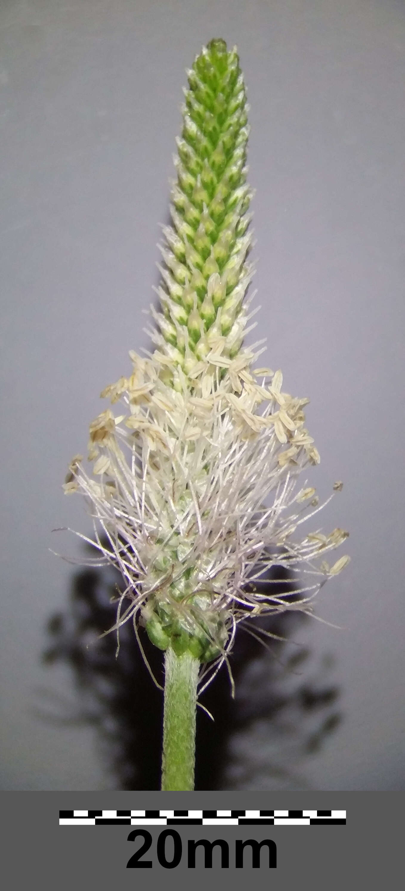 Image of Hoary Plantain