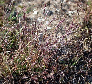 Image of early sand-grass