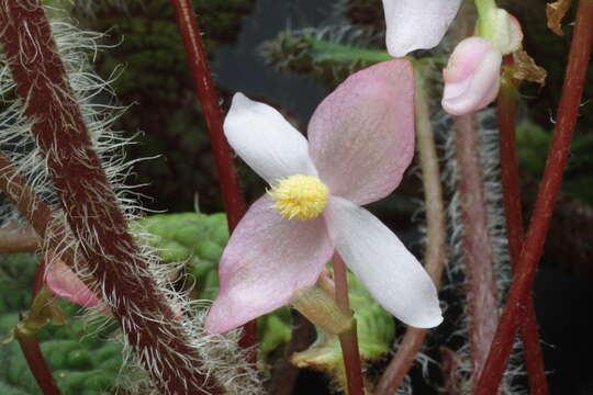 Image of Begonia sizemoreae Kiew