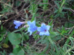 Plancia ëd Glandora prostrata (Loisel.) D. C. Thomas