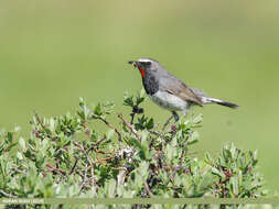 Image of Himalayan Rubythroat