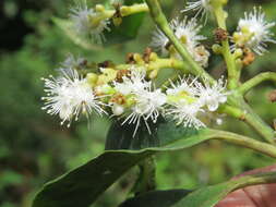 Image of Symplocos cochinchinensis (Lour.) Moore