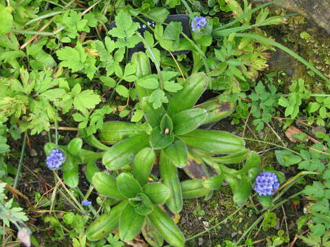 Image of Myosotis capitata Hook. fil.