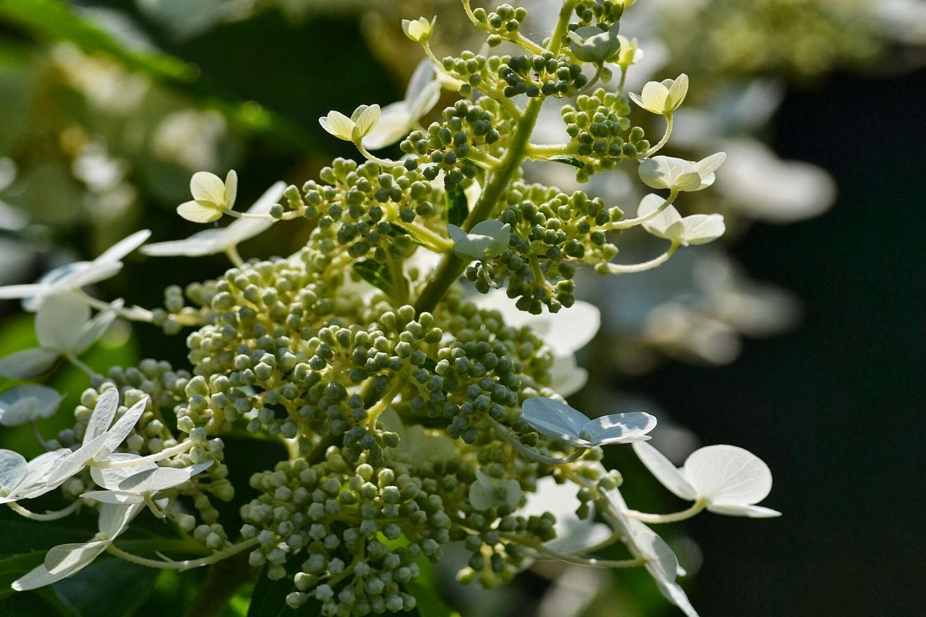 Image of panicled hydrangea