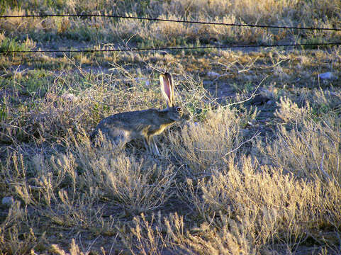 Lepus californicus Gray 1837 resmi