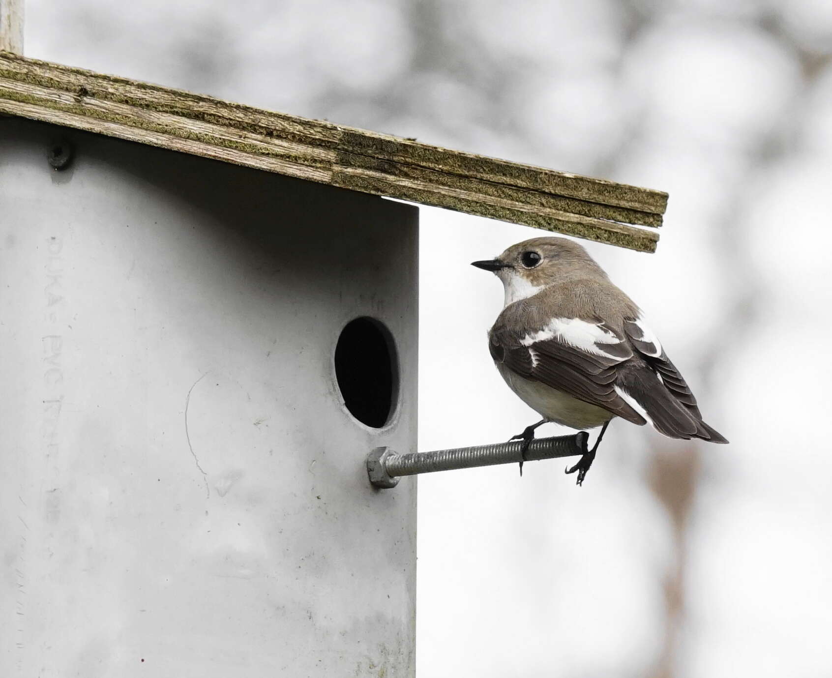 Image of European Pied Flycatcher