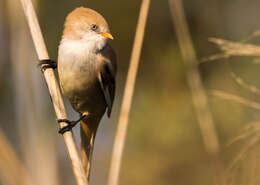 Sivun Panuridae kuva