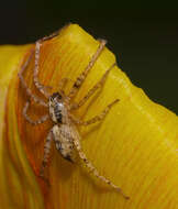 Image of Anyphaena accentuata (Walckenaer 1802)