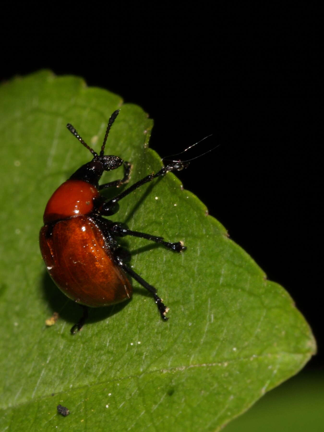 Image of Oak Leaf-roller