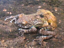 Image of Koadaikanal Bush Frog