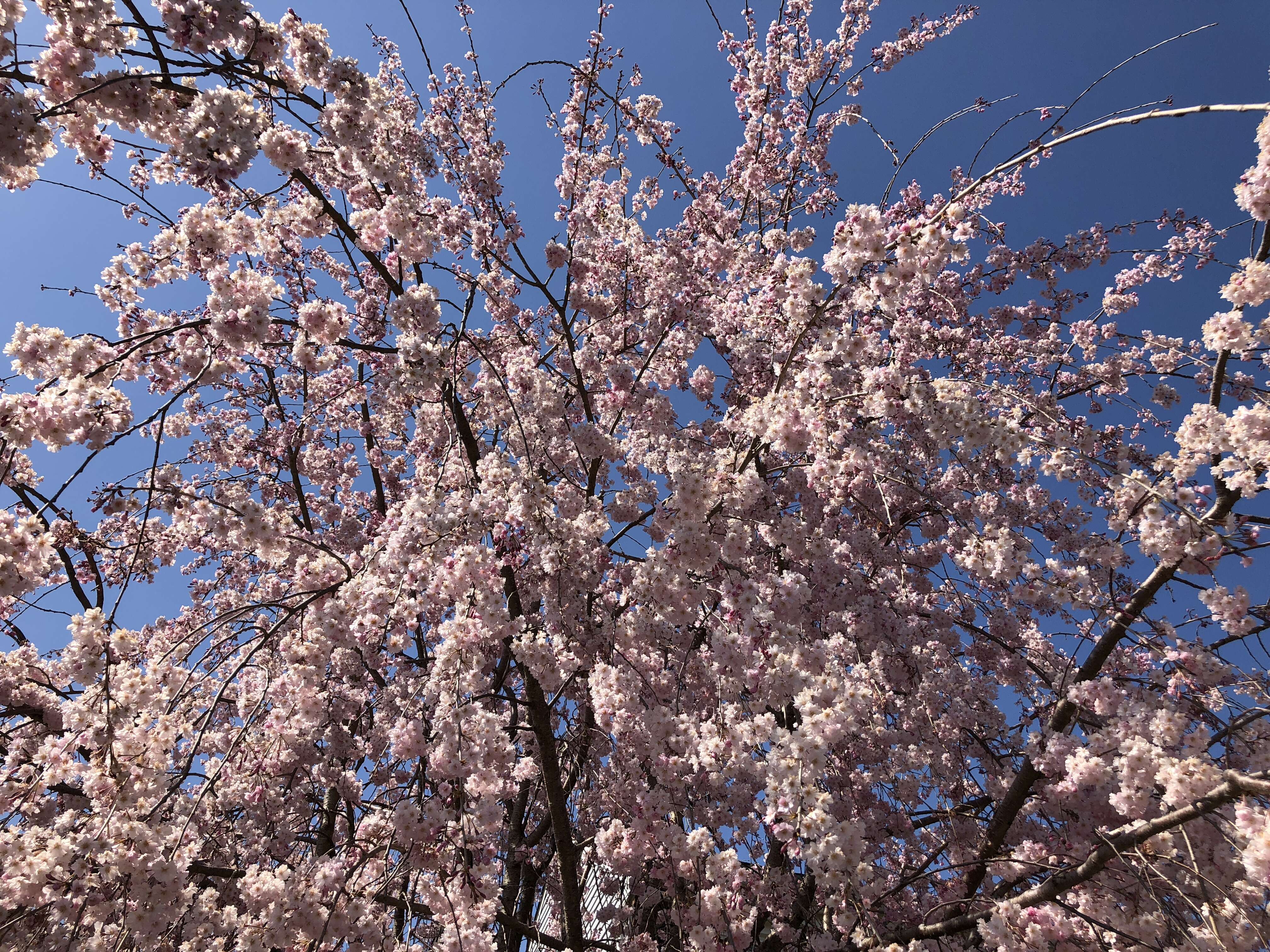 Image de Prunus spachiana (Lavallee ex H. Otto) Kitamura