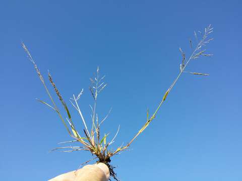 Image of Indian lovegrass