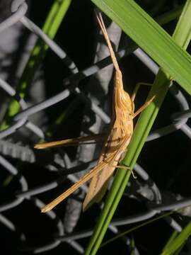 Image of Chinese Grasshopper