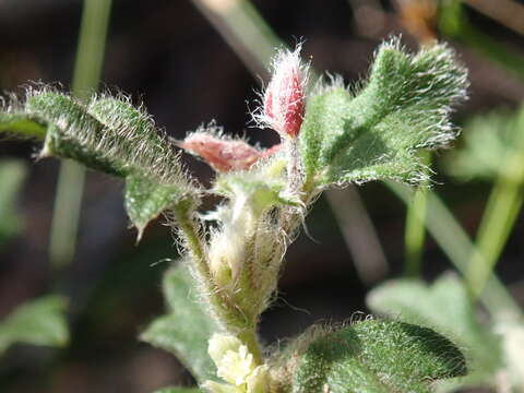 Image of Xanthosia pilosa Rudge