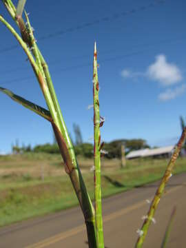 Image of limpograss
