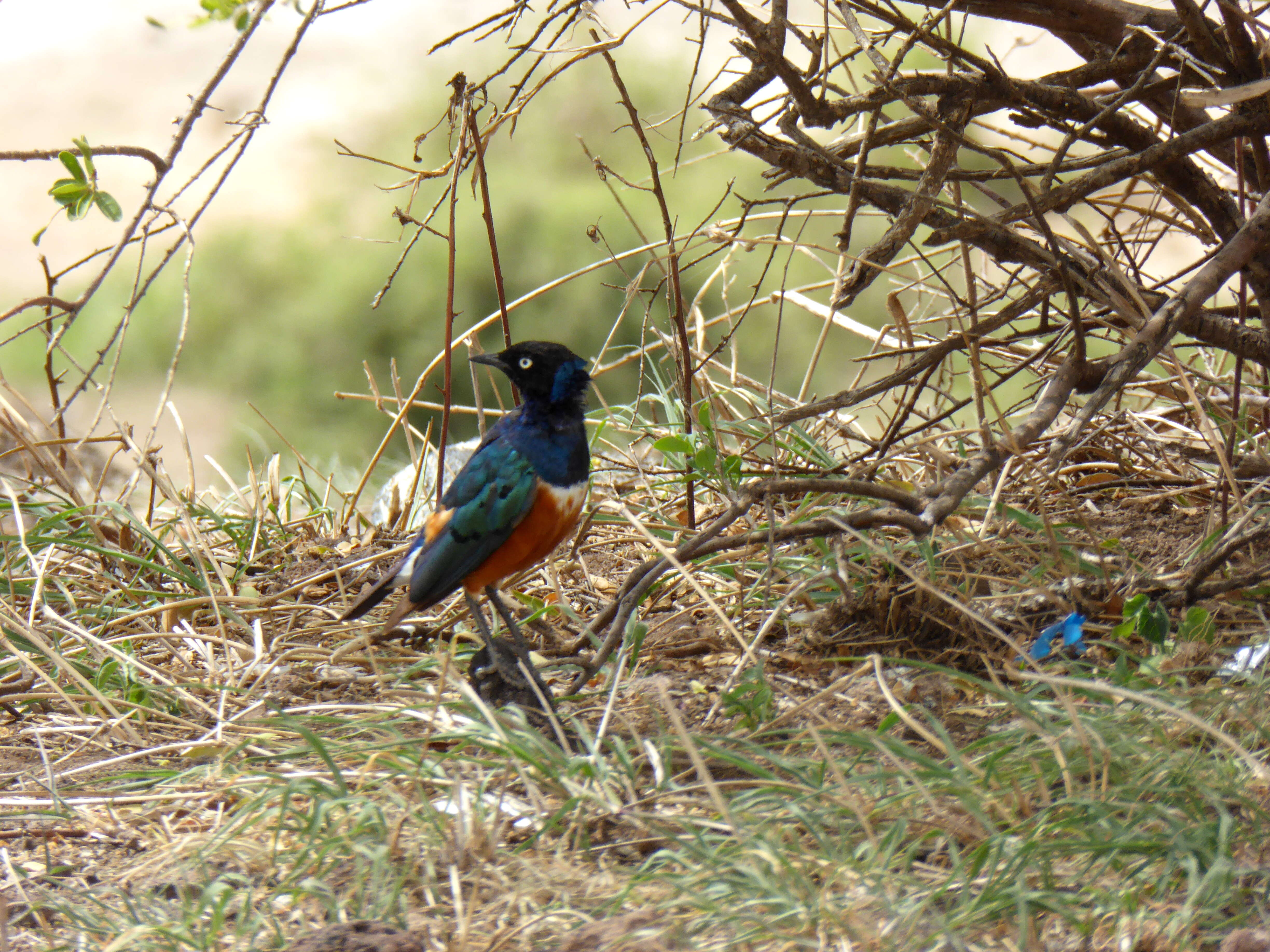 Image of Superb Starling