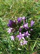 Image of chiltern gentian