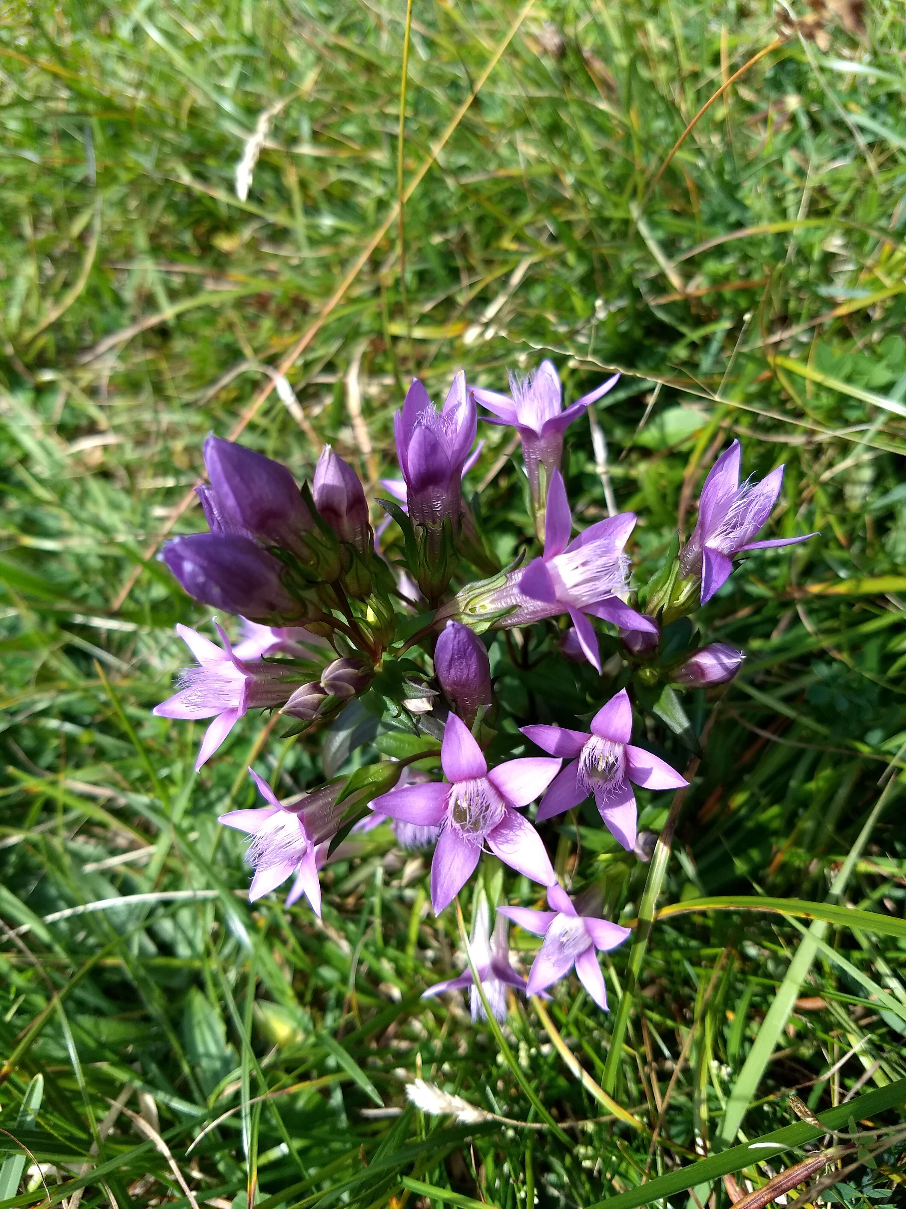 Image of chiltern gentian