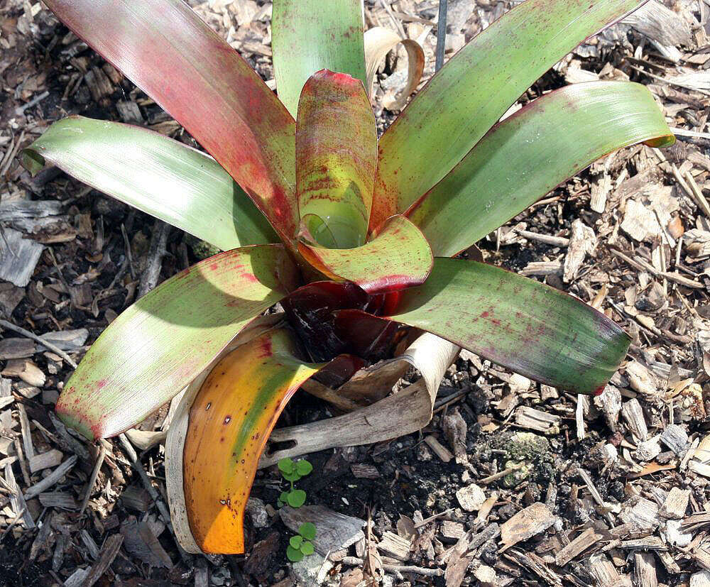 Image of Alcantarea imperialis (Carrière) Harms