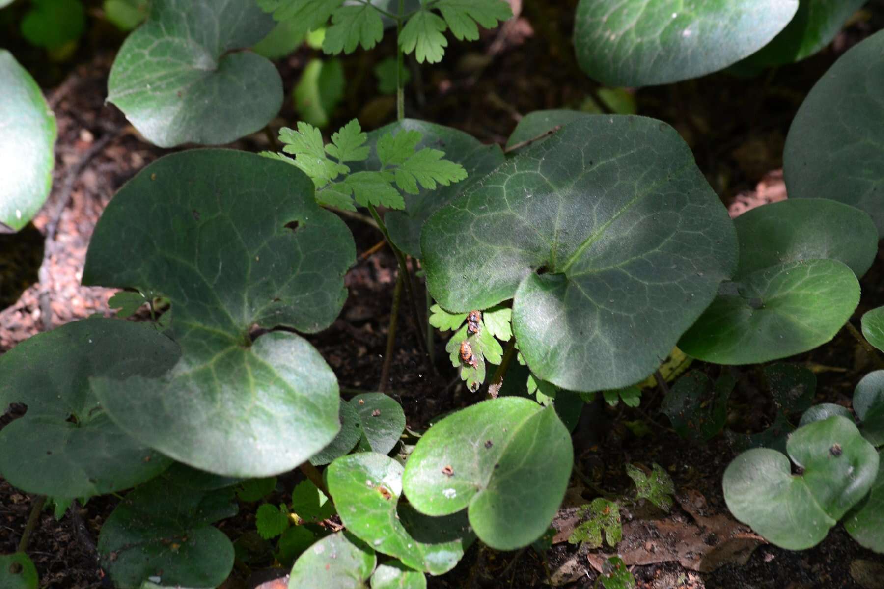 Image of European wild ginger