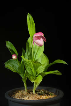 Image of Large-flowered Cypripedium